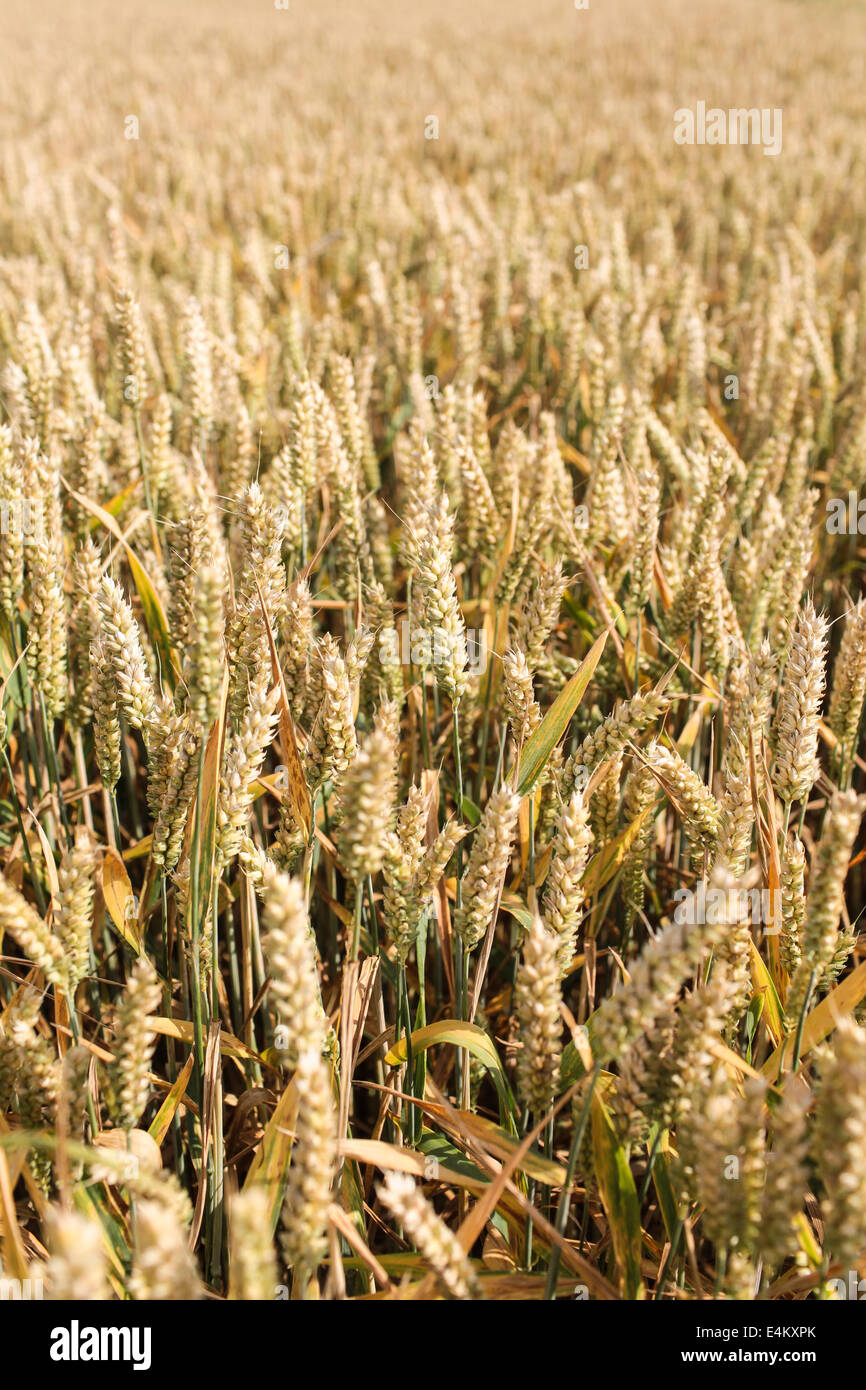 Des champs de blé en été Banque D'Images