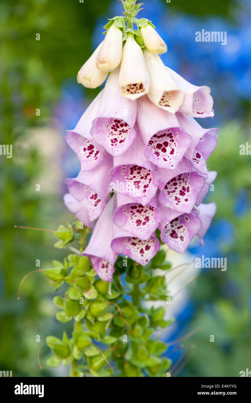 La digitale (Digitalis purpurea rouge) Banque D'Images