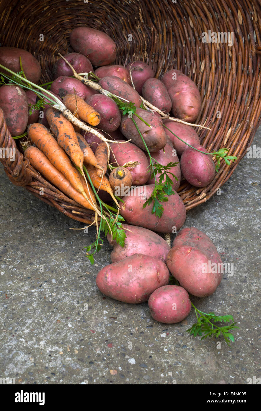 Basket of fresh tasty pommes de terre nouvelles à la carotte. Banque D'Images