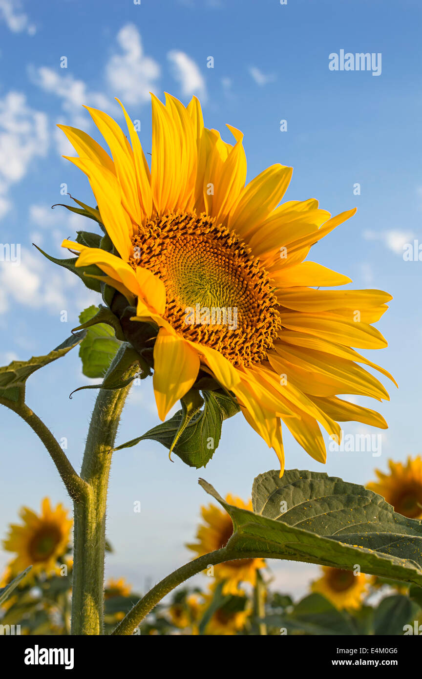 Dans le champ de tournesol contre un ciel bleu. Banque D'Images