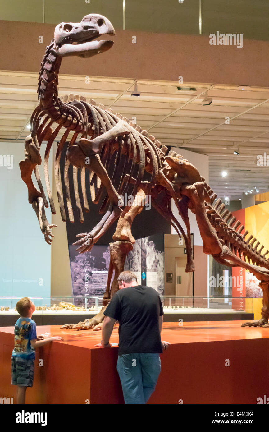 Brisbane Australie,South Brisbane,Centre culturel,centre,Queensland Museum & ScienceCenter,animal,squelettes,exposition collection Bones,Boy bo Banque D'Images