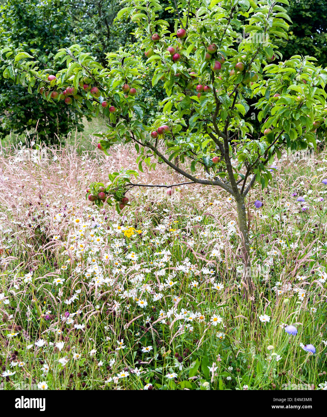 Un pommier et wild flower meadow à Helmsley walled garden Banque D'Images