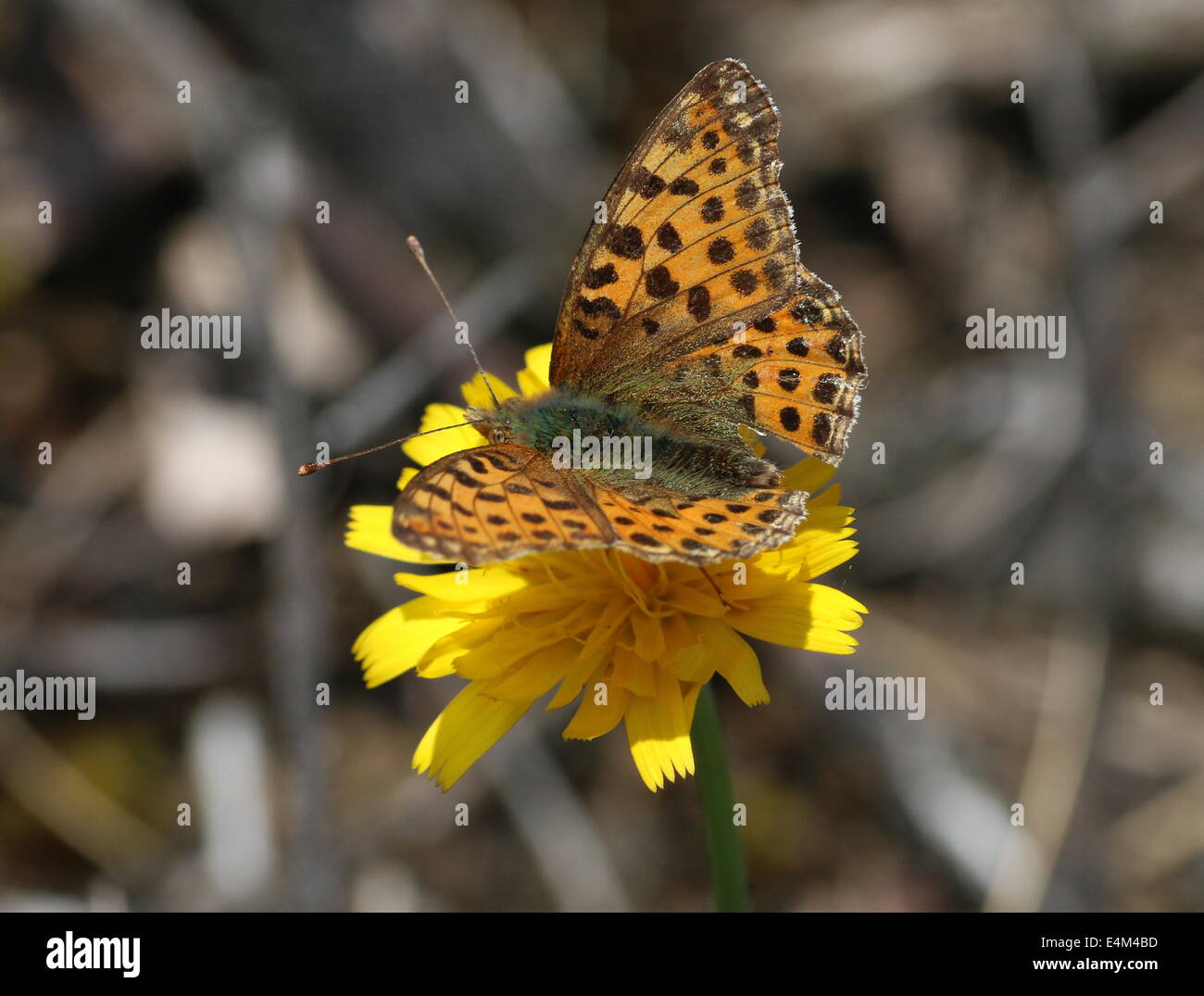 Close-up d'une reine d'Espagne (Issoria lathonia Fritillary butterfly) Banque D'Images