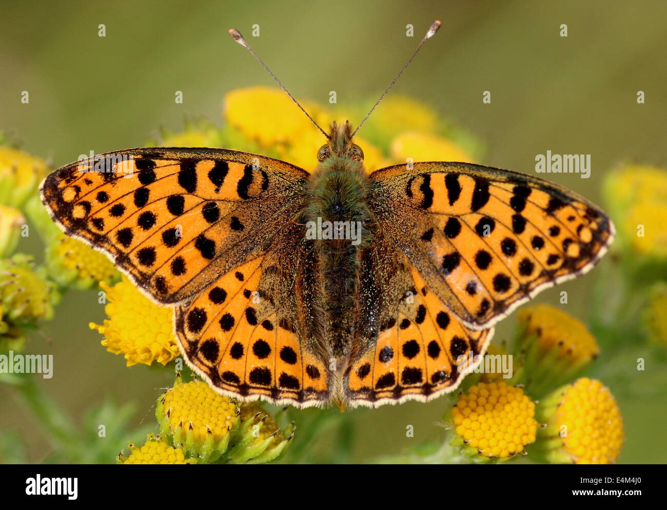 Close-up d'une reine d'Espagne (Issoria lathonia Fritillary butterfly) Banque D'Images
