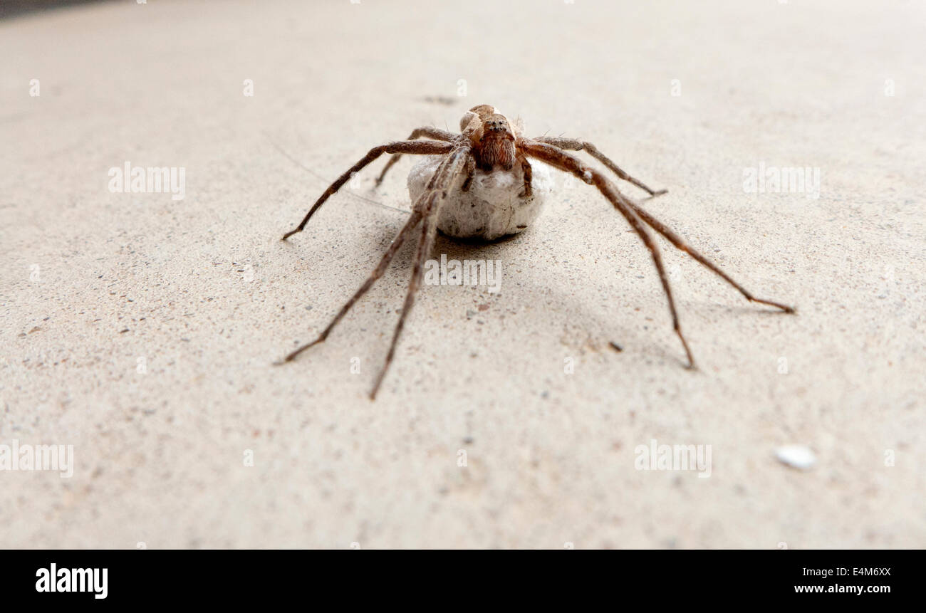 Spider infirmiers exerçant son sac d'oeufs. Banque D'Images