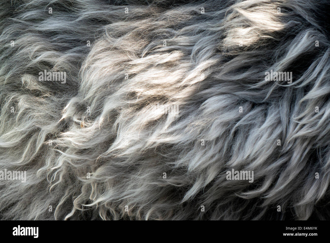 Fourrure de chien. Banque D'Images