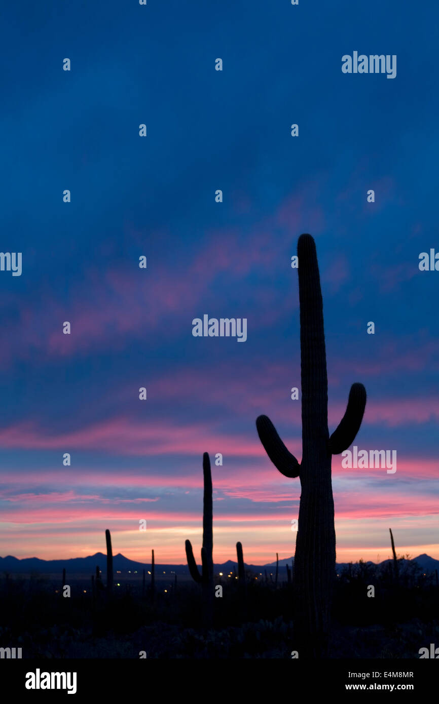 Au coucher du soleil, la silhouette du cactus Saguaro National Park (Ouest), Tucson, Arizona USA Banque D'Images