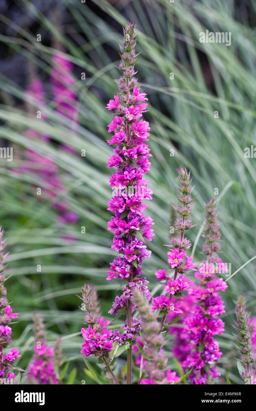 Lythrum salicaria 'Feuerkerze' fleur. Banque D'Images