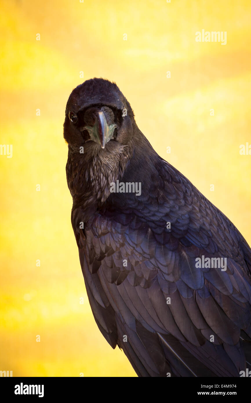 Black crow Corvus, dans un échantillon d'oiseaux de proie, foire médiévale Banque D'Images