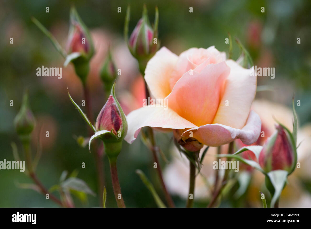 Rosa Le Cheshire Regiment 'Fryzebedee'. Banque D'Images