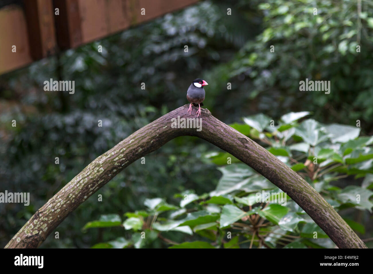 Chine HONG KONG Volière Edward Youde oiseaux parc Banque D'Images