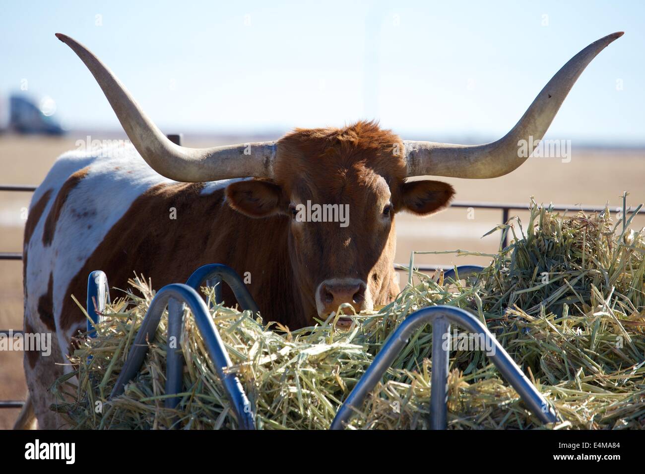 Un taureau texan longhorn près de Route 66 Banque D'Images