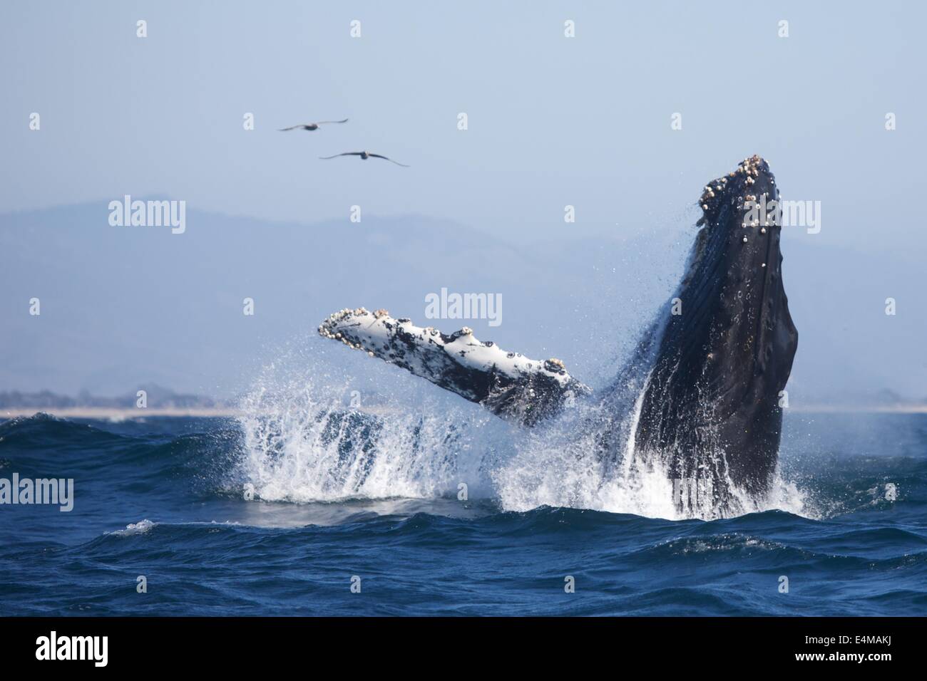 Une baleine à bosse les brèches dans la baie de Monterey, au large de Moss Landing Harbour, près de Monterey, Californie Banque D'Images