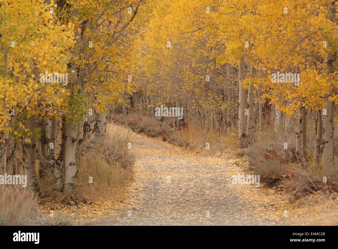 Peupliers jaune en automne dans la Sierra montagnes de Californie Banque D'Images