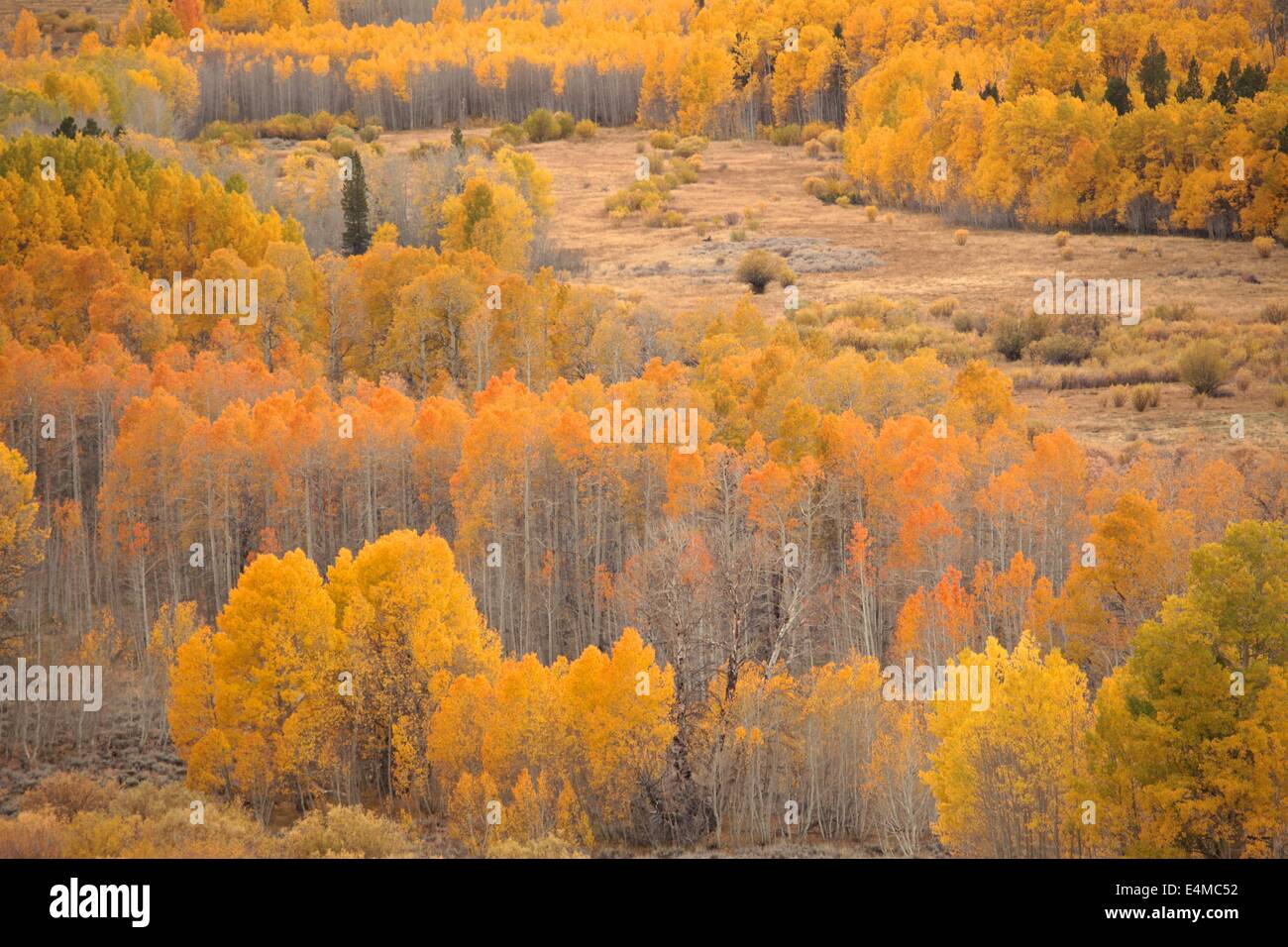 Peupliers jaune en automne dans la Sierra montagnes de Californie Banque D'Images