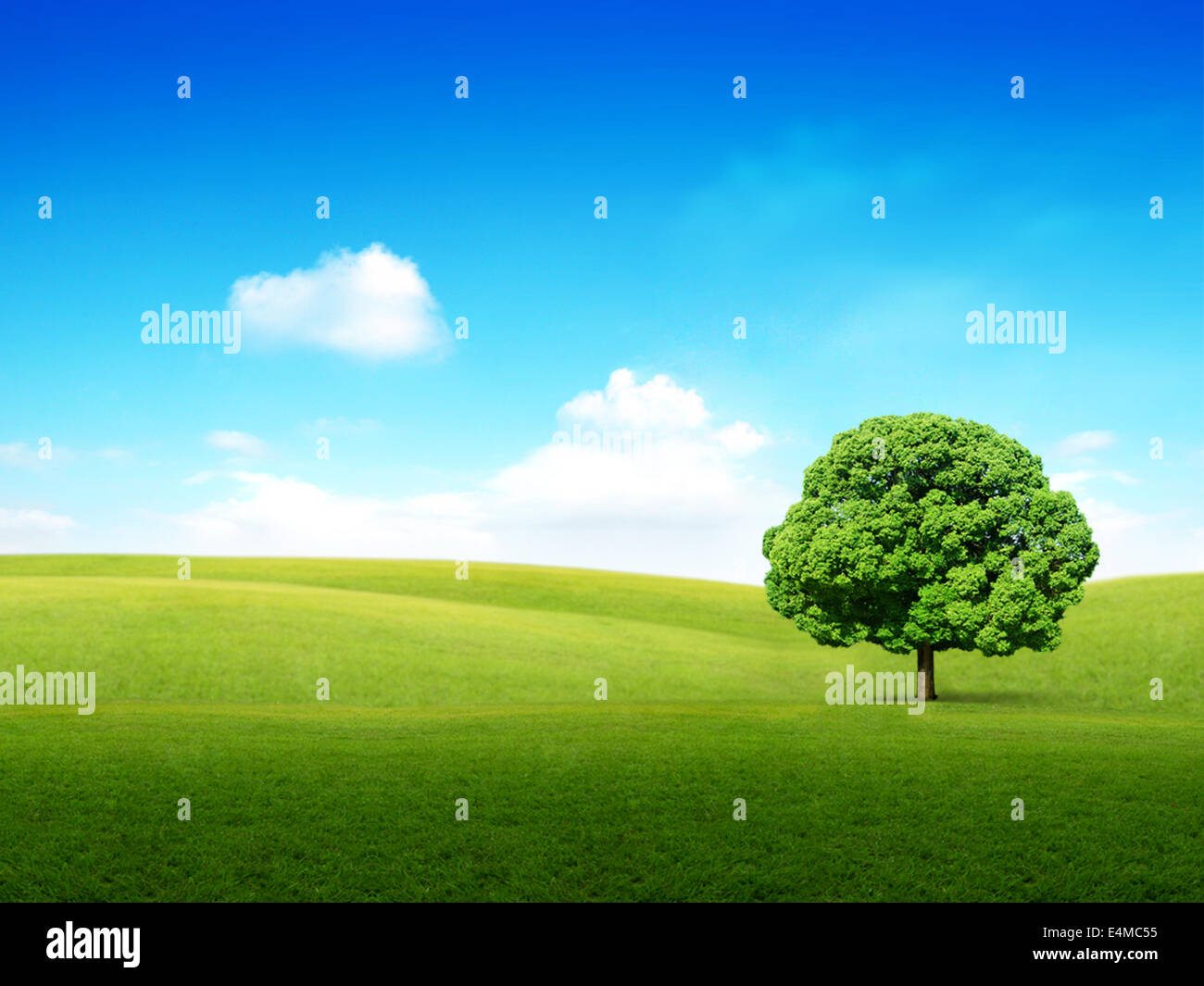 Pré Vert avec lonely tree et nuages Banque D'Images