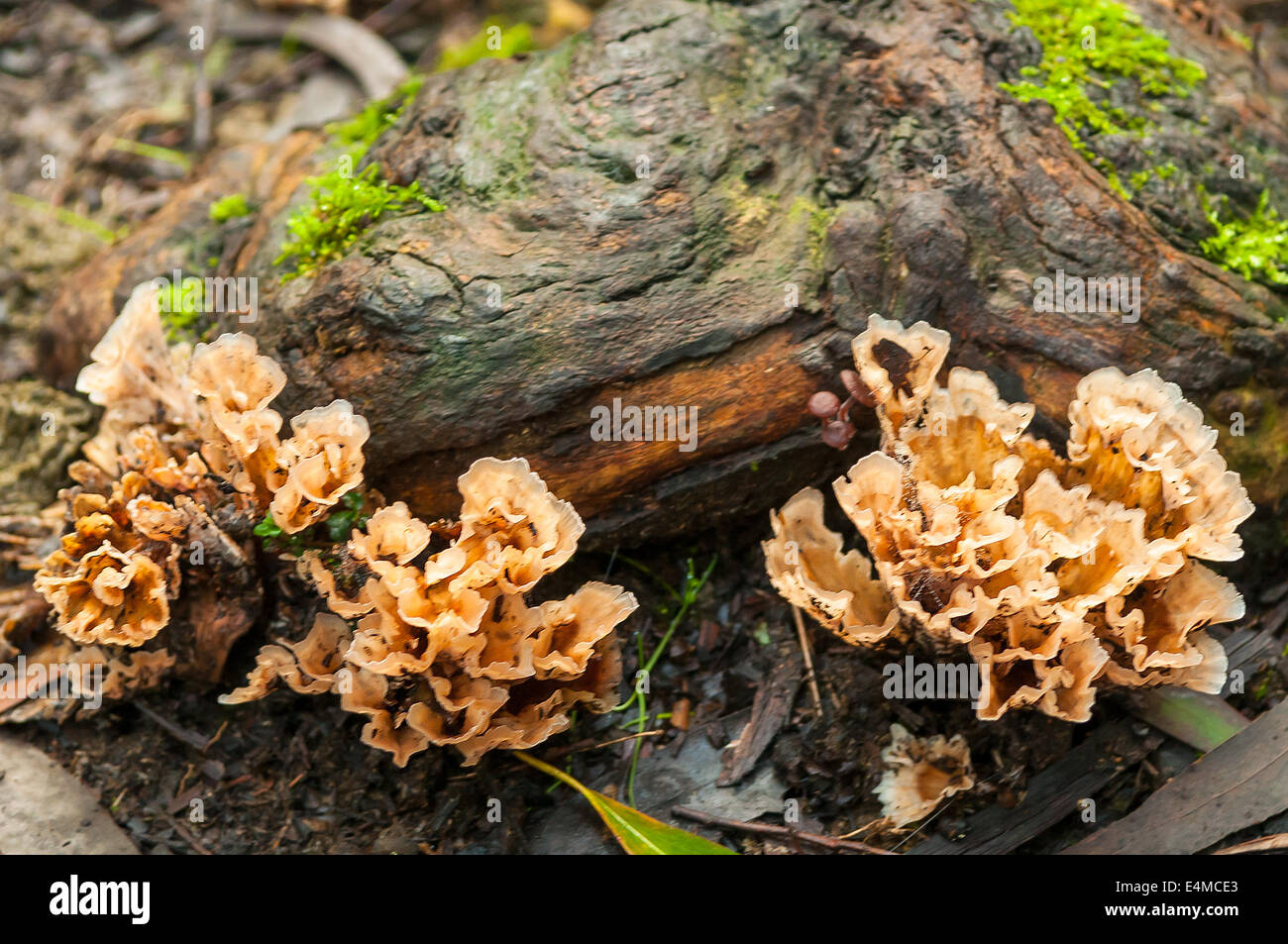 Podoscypha petalodes dans la forêt de Sherbrooke, Victoria, Australie, de Monbulk Banque D'Images