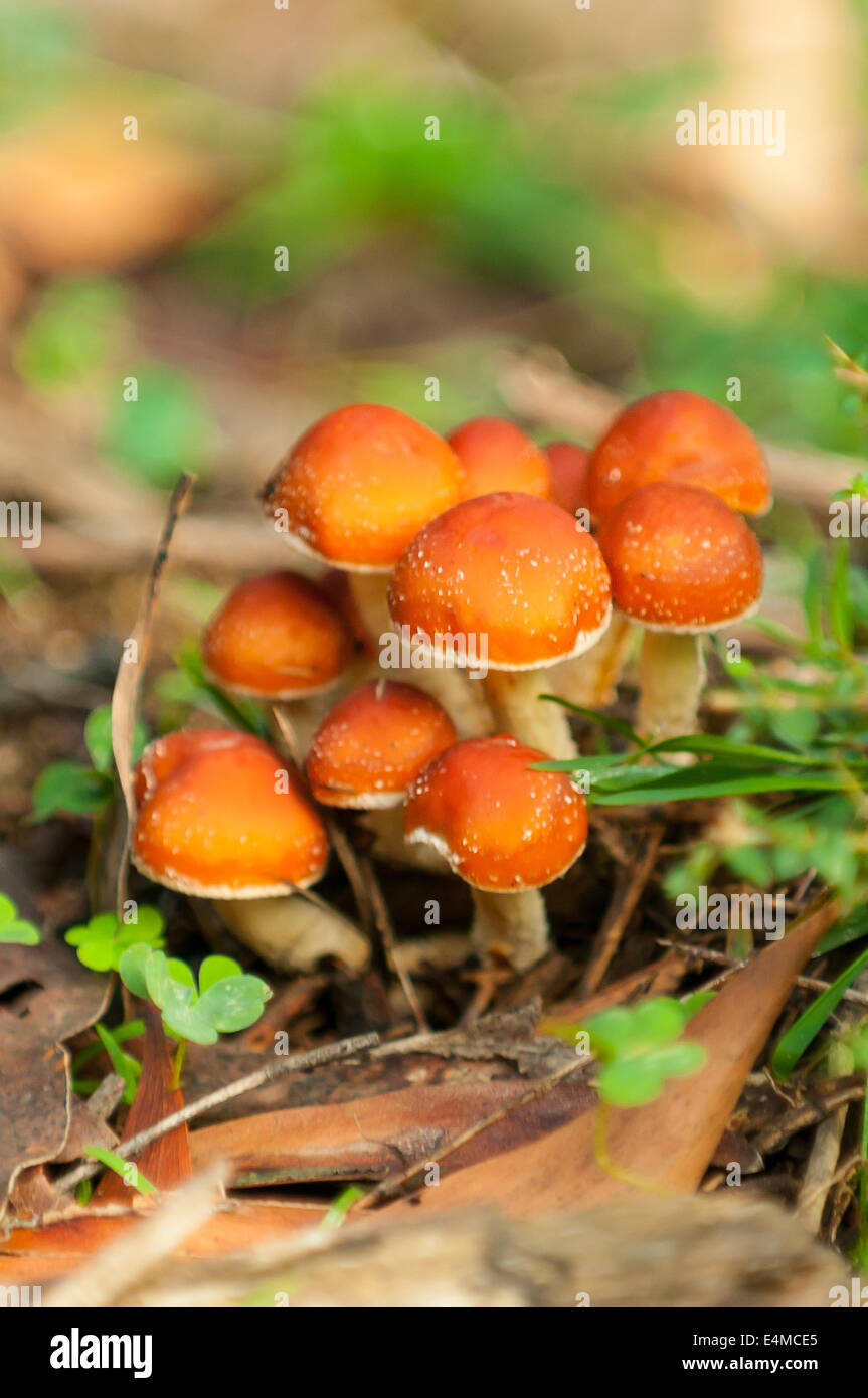 Hypholoma australis dans la forêt de Sherbrooke, Victoria, Australie, de Monbulk Banque D'Images