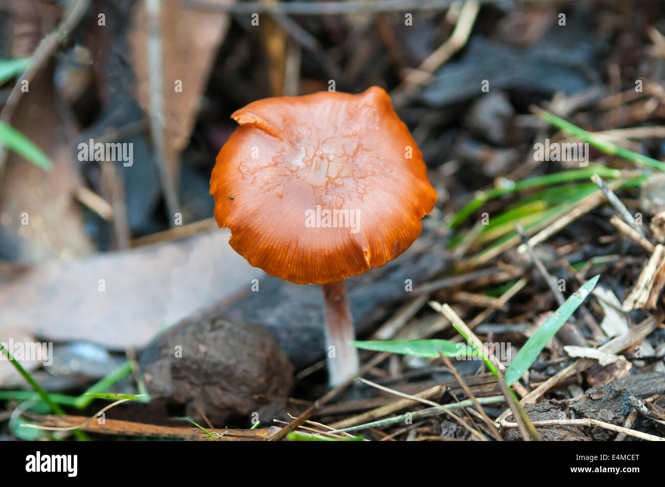 Hypholoma aurantiaca dans la forêt de Sherbrooke, Victoria, Australie, de Monbulk Banque D'Images