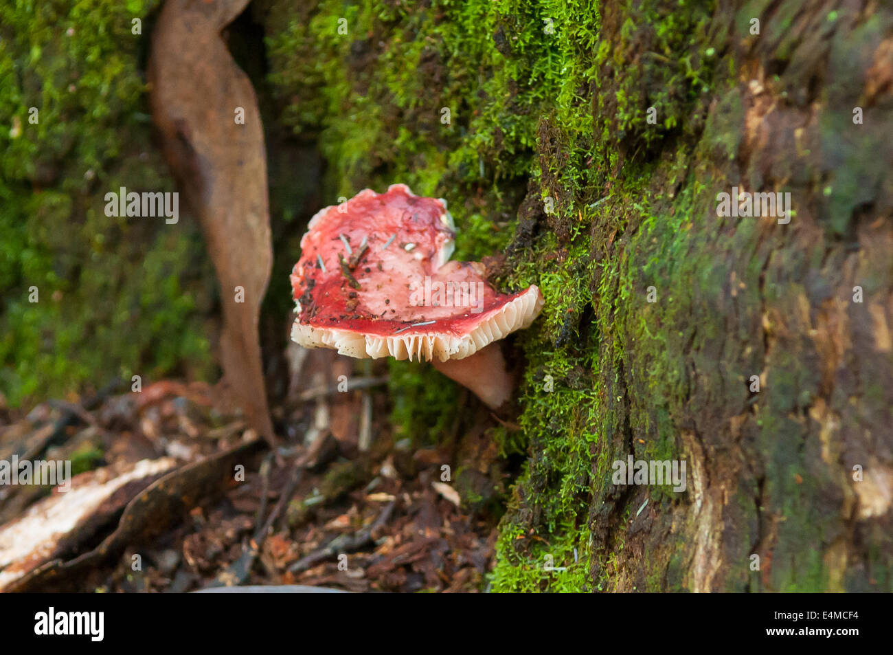 Russula persanguinea dans la forêt de Sherbrooke, Victoria, Australie, de Monbulk Banque D'Images