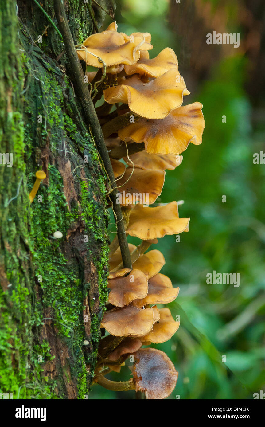 L'Armillaria luteobubalina en forêt de Sherbrooke, Victoria, Australie, de Monbulk Banque D'Images
