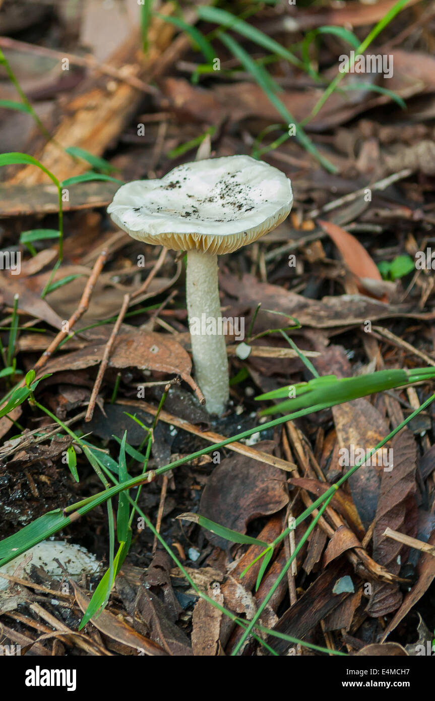 Tricholoma virgatum en forêt de Sherbrooke, Victoria, Australie, de Monbulk Banque D'Images