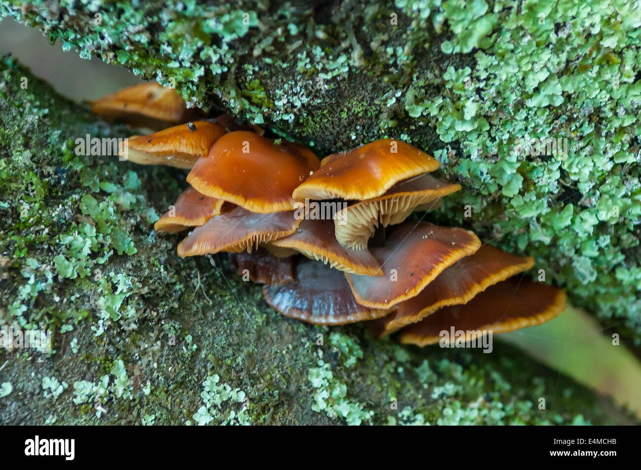 Cortinarius abnormis dans la forêt de Sherbrooke, Victoria, Australie, de Monbulk Banque D'Images