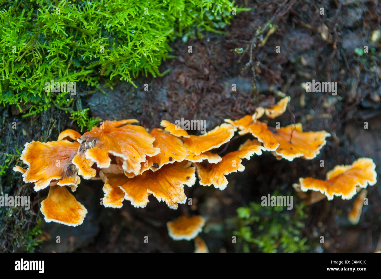 Pusio Podoserpula en forêt de Sherbrooke, Victoria, Australie, de Monbulk Banque D'Images