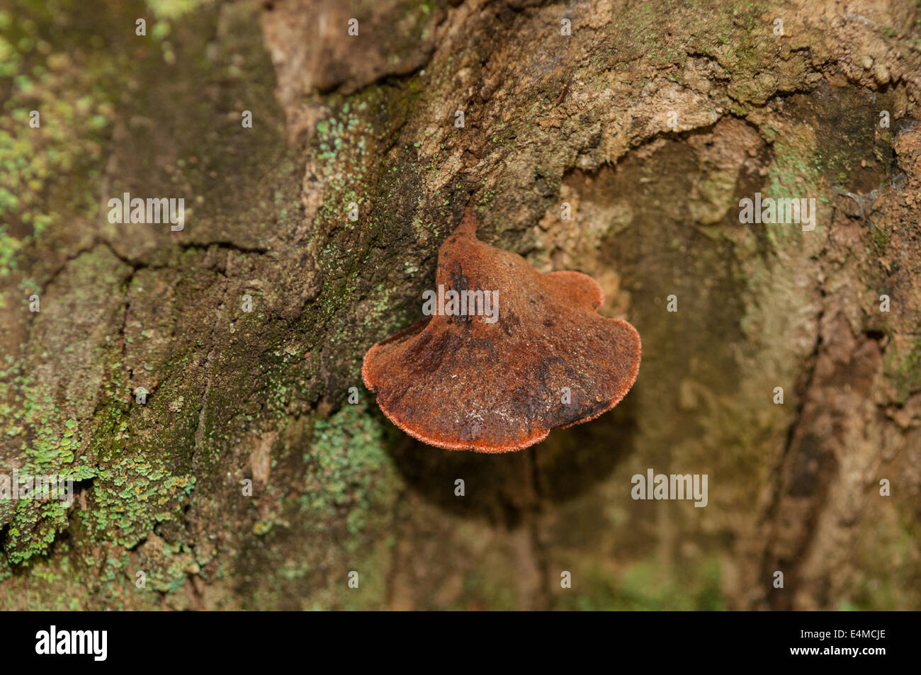 Trametes cingulata dans la forêt de Sherbrooke, Victoria, Australie, de Monbulk Banque D'Images