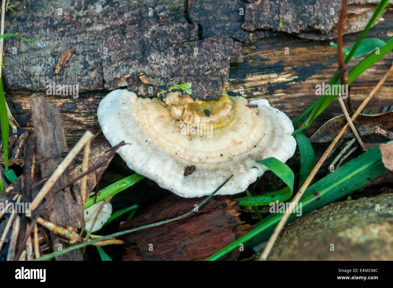 Ganoderma sp. dans la forêt de Sherbrooke, Victoria, Australie, de Monbulk Banque D'Images