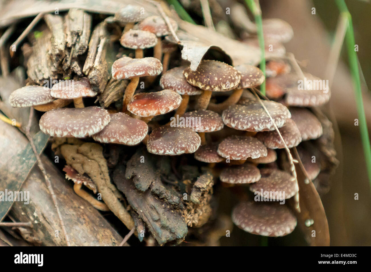 Hypholoma brunneum dans la forêt de Sherbrooke, Victoria, Australie, de Monbulk Banque D'Images
