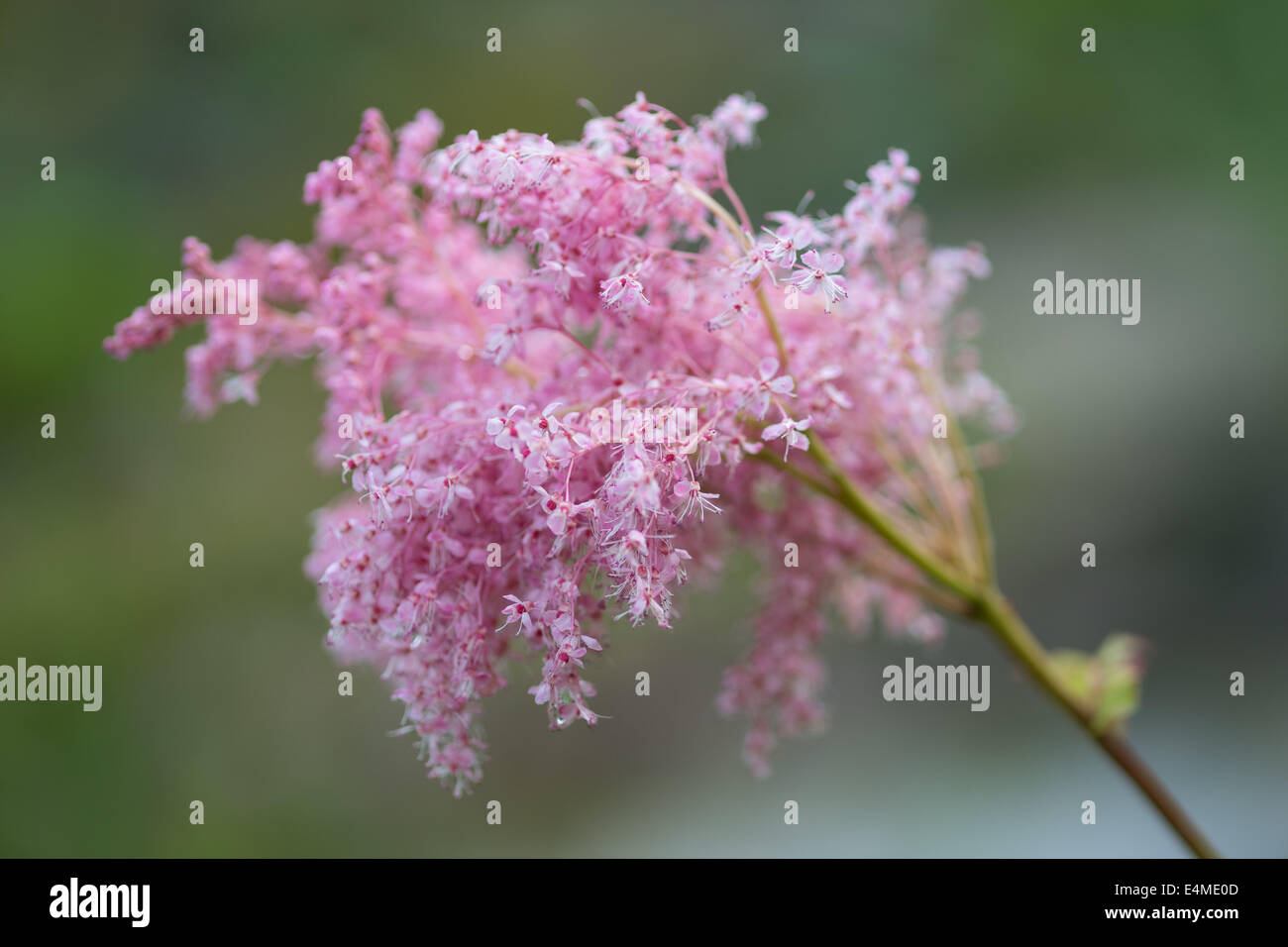 Fleur De Reine Des Pres Banque De Photographies Et D Images A Haute Resolution Alamy