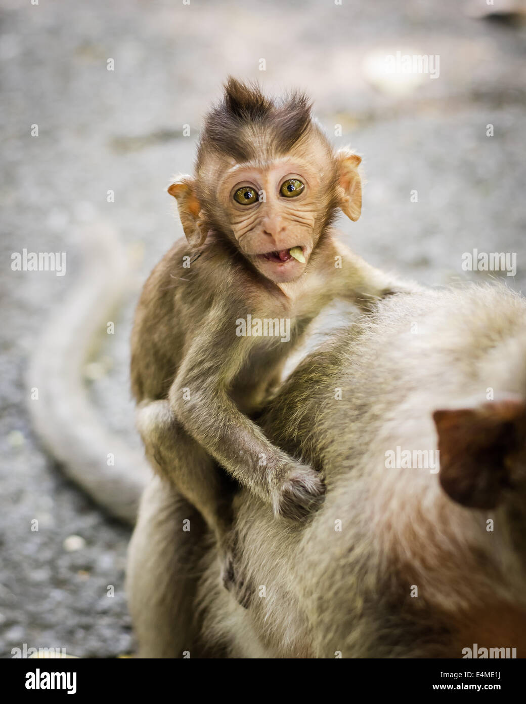 Singe Mignon Banque De Photographies Et D Images A Haute Resolution Alamy