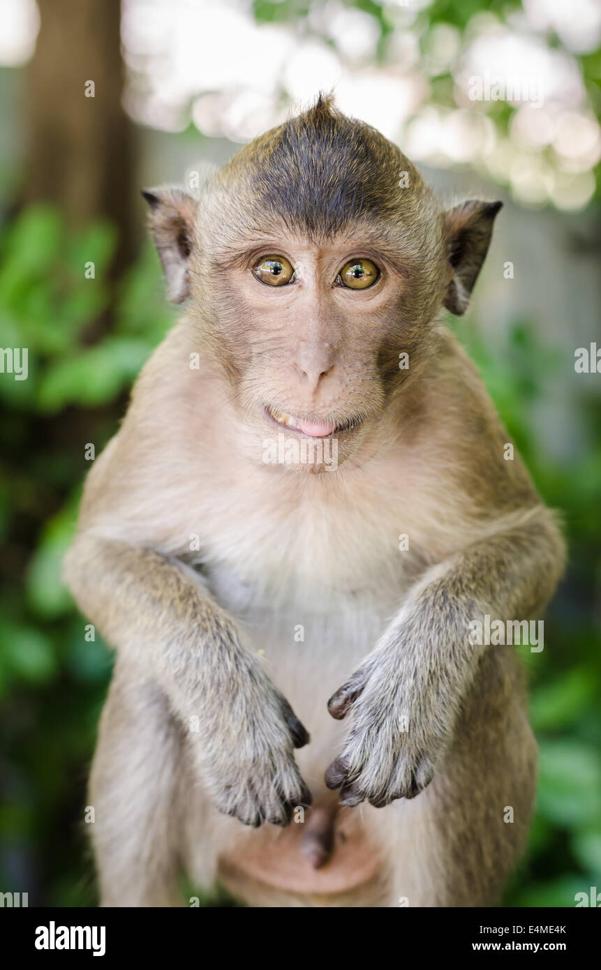 Singe Mignon Banque De Photographies Et D Images A Haute Resolution Alamy