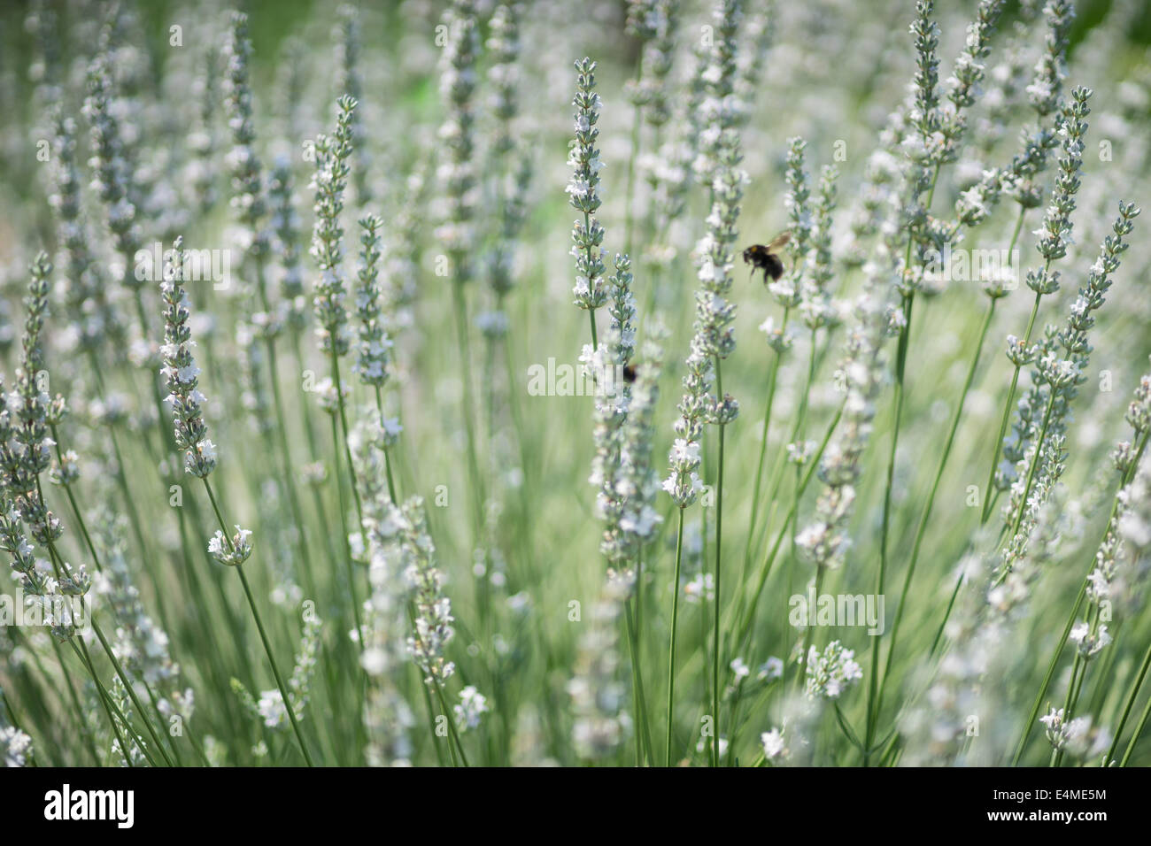 Blanc en fleurs fleurs de lavande Lavandula angustifolia close up Banque D'Images Blanc en fleurs fleurs de lavande Lavandula angustifolia close up Banque D'Images