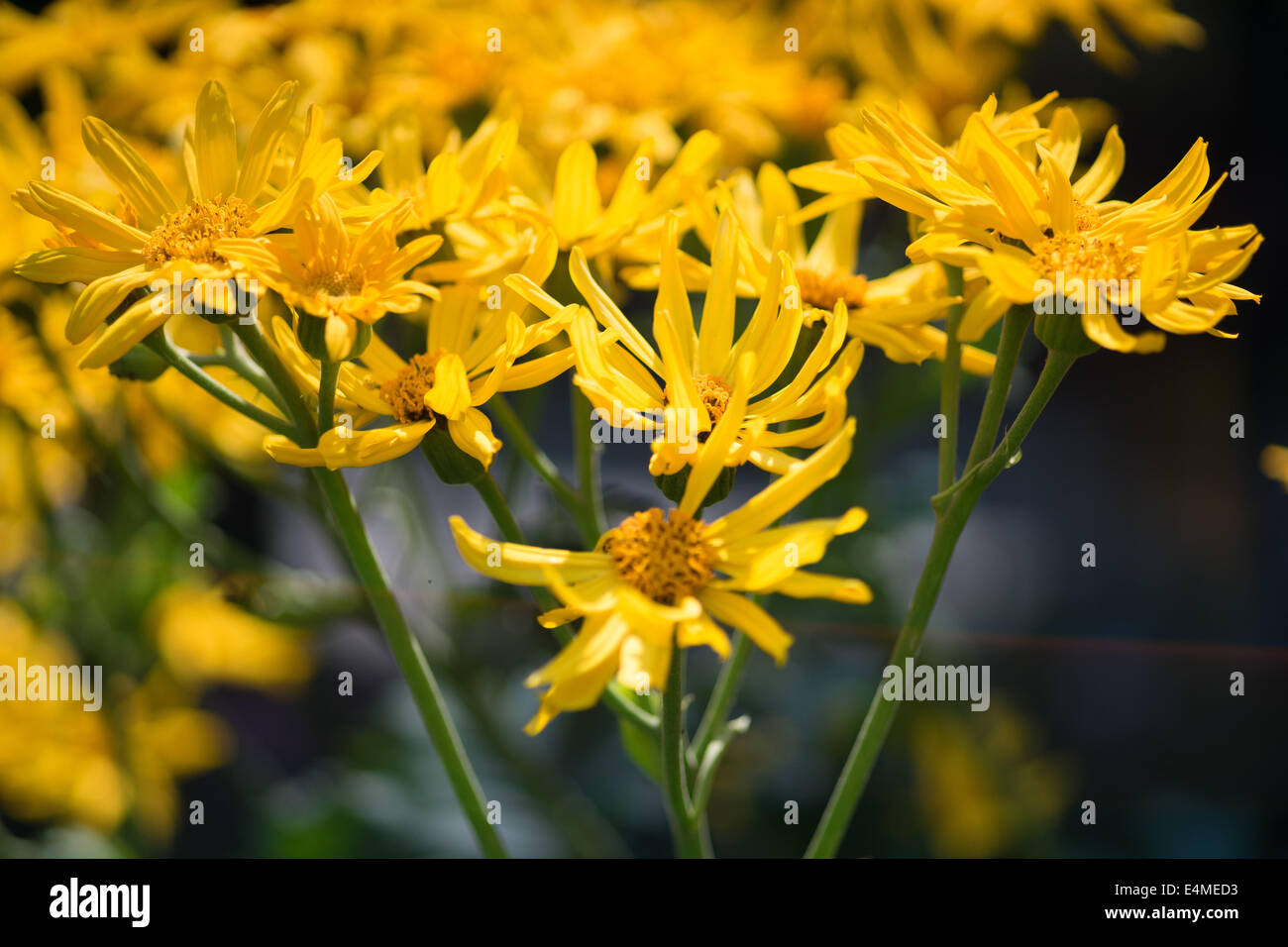 Lingularia yoshizoeana fleurs jaune Banque D'Images