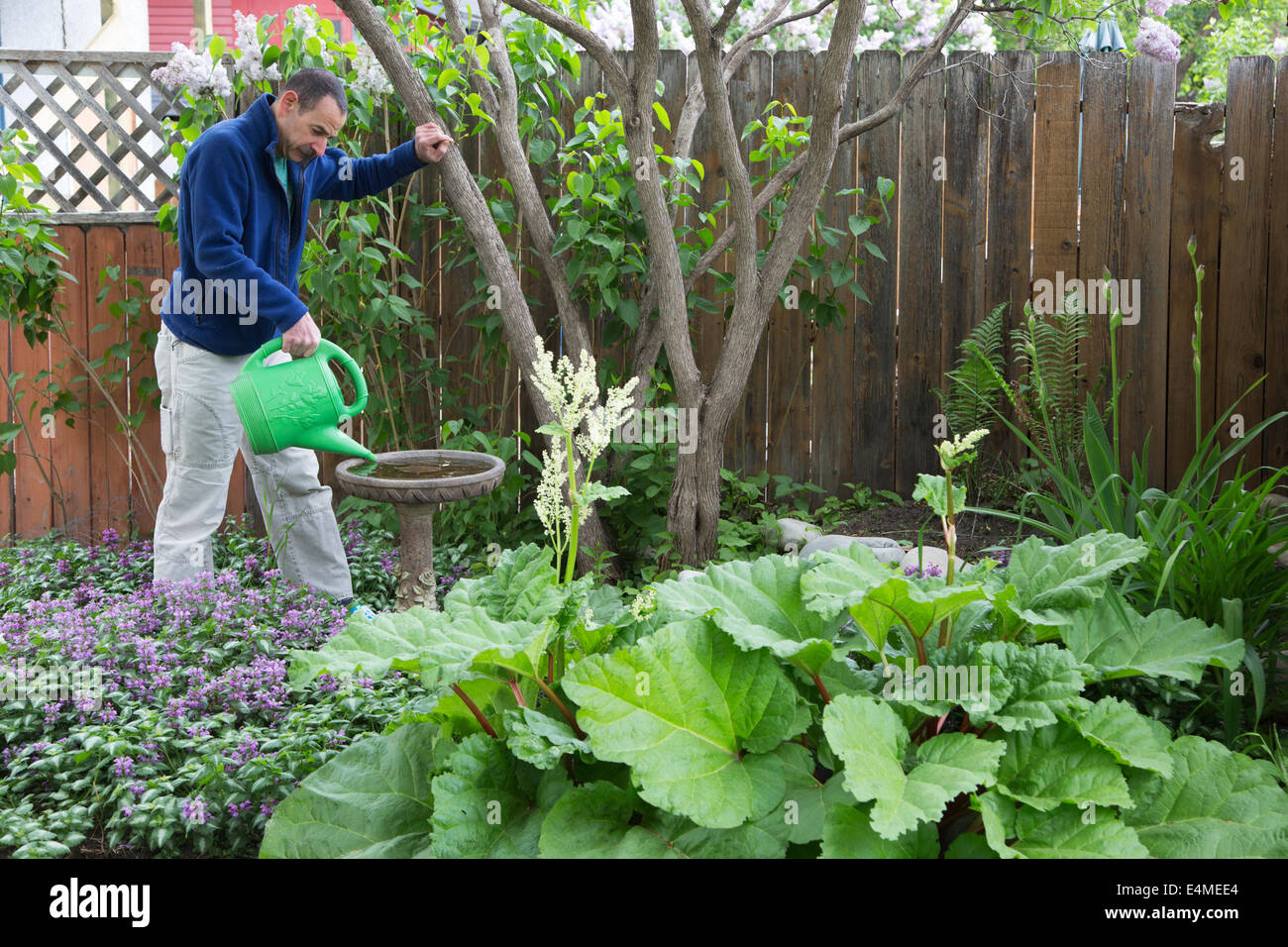 Homme remplissant le bain d'oiseau avec arrosoir dans le jardin de l'arrière-cour patch Banque D'Images