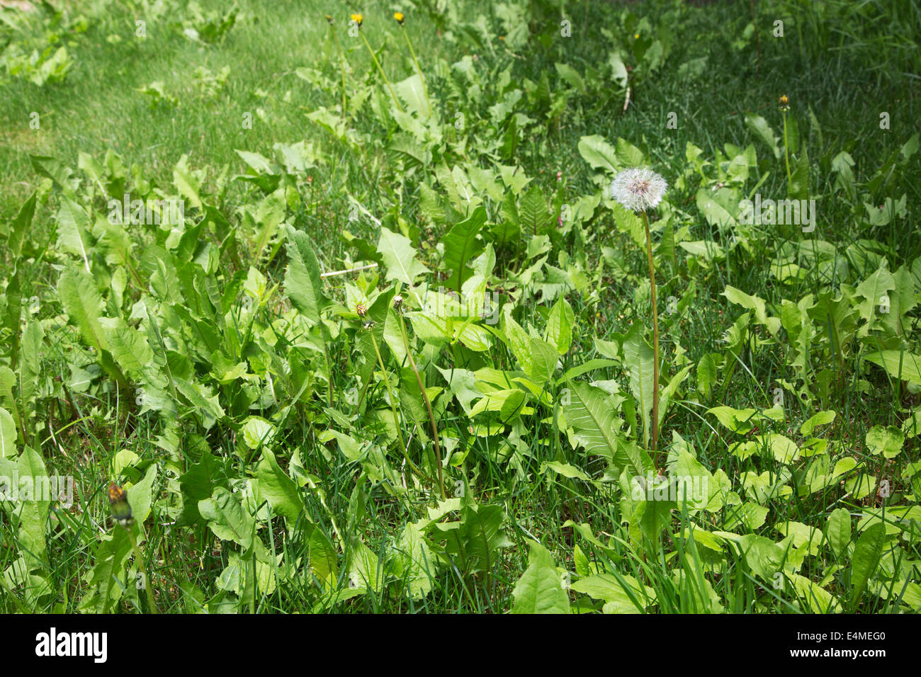 Pelouse Unkempt avec les mauvaises herbes et graines de pissenlit Banque D'Images