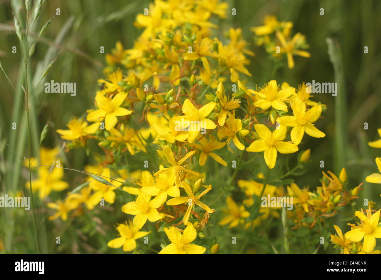 Hypericum perforatum (millepertuis. Banque D'Images