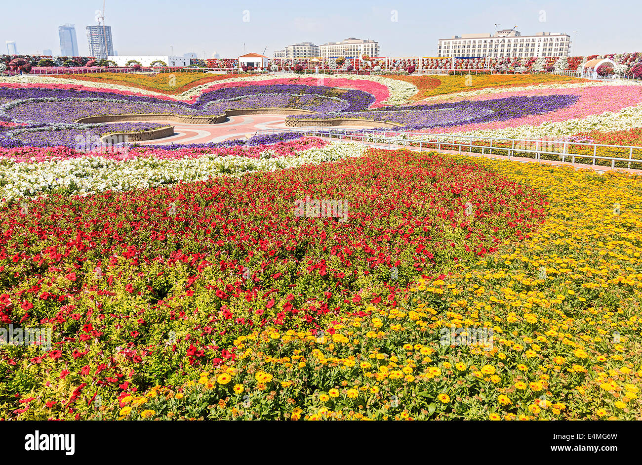 Valley couverte de fleurs à Dubai's Miracle jardin, plus grand jardin de fleurs naturelles dans le monde Banque D'Images