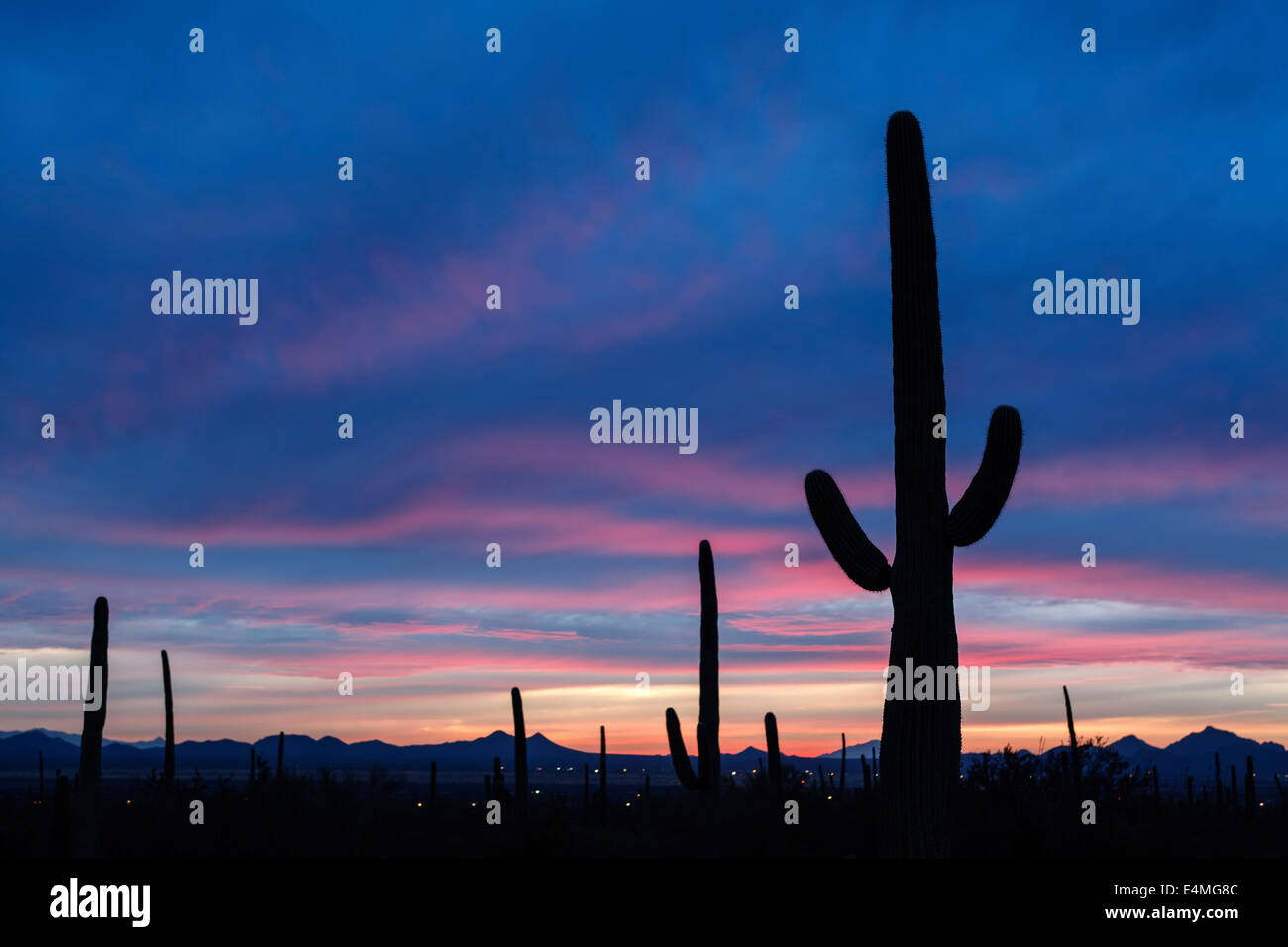 Au coucher du soleil, la silhouette du cactus Saguaro National Park (Ouest), Tucson, Arizona USA Banque D'Images