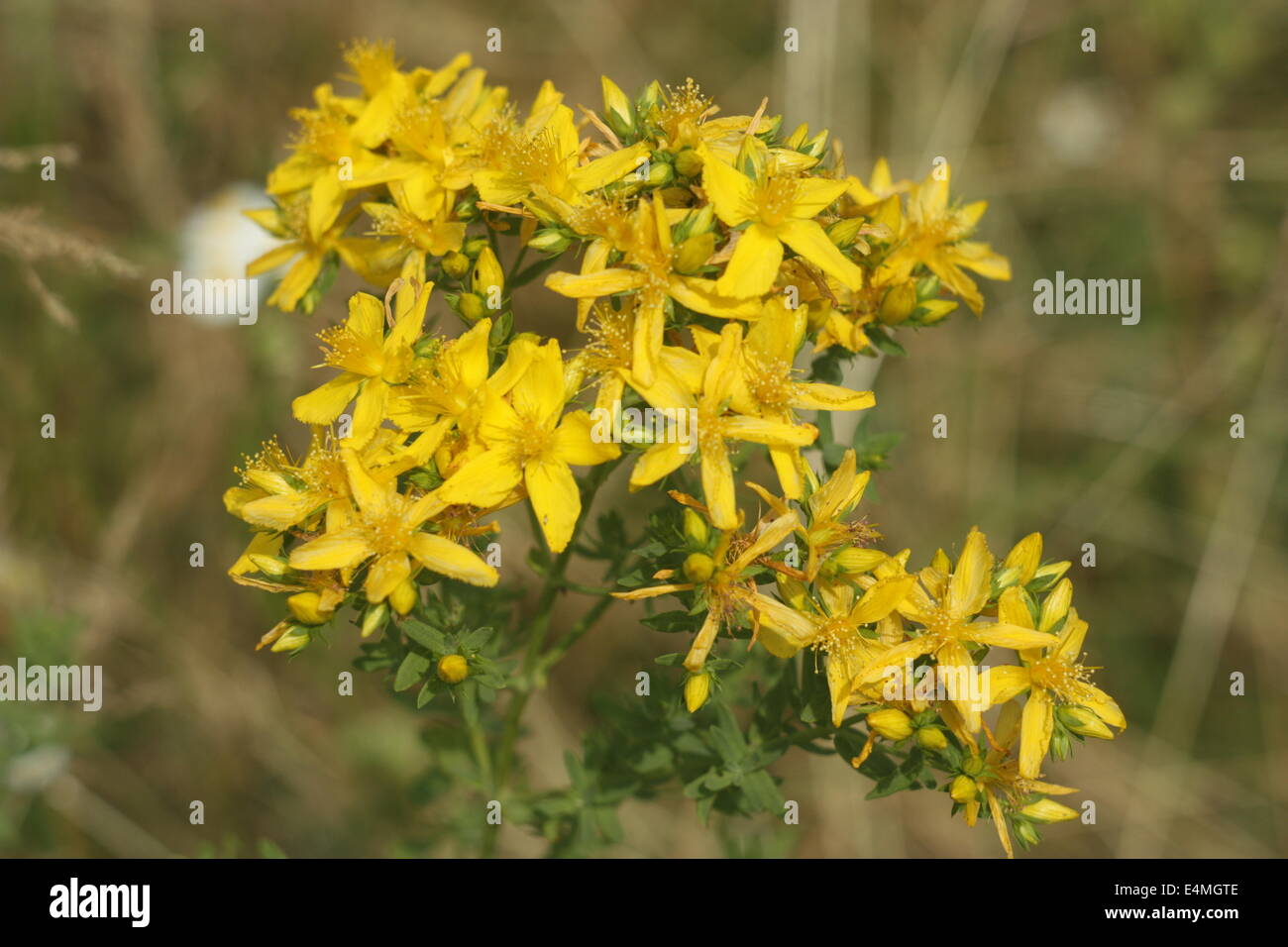 Hypericum perforatum (millepertuis Banque D'Images