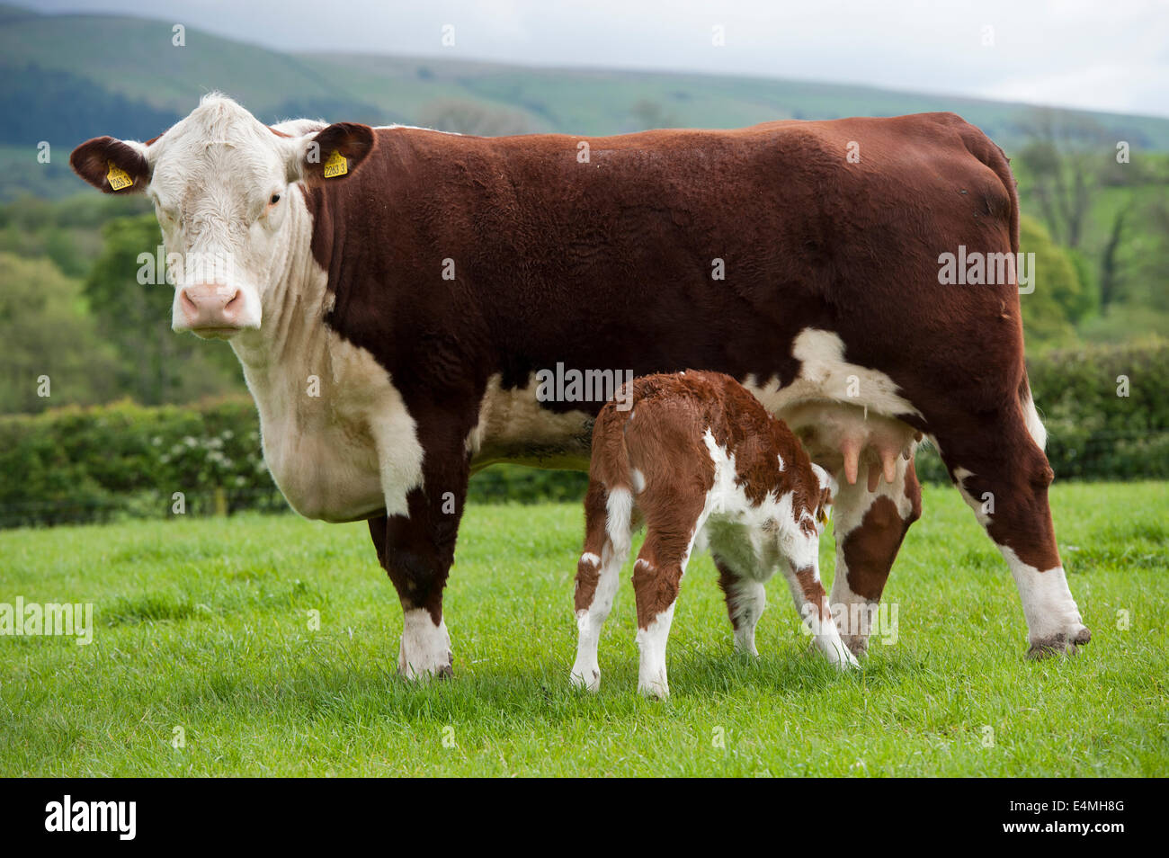 Hereford vache avec veau nouveau-né à pied. , Cumbria (Royaume-Uni). Banque D'Images