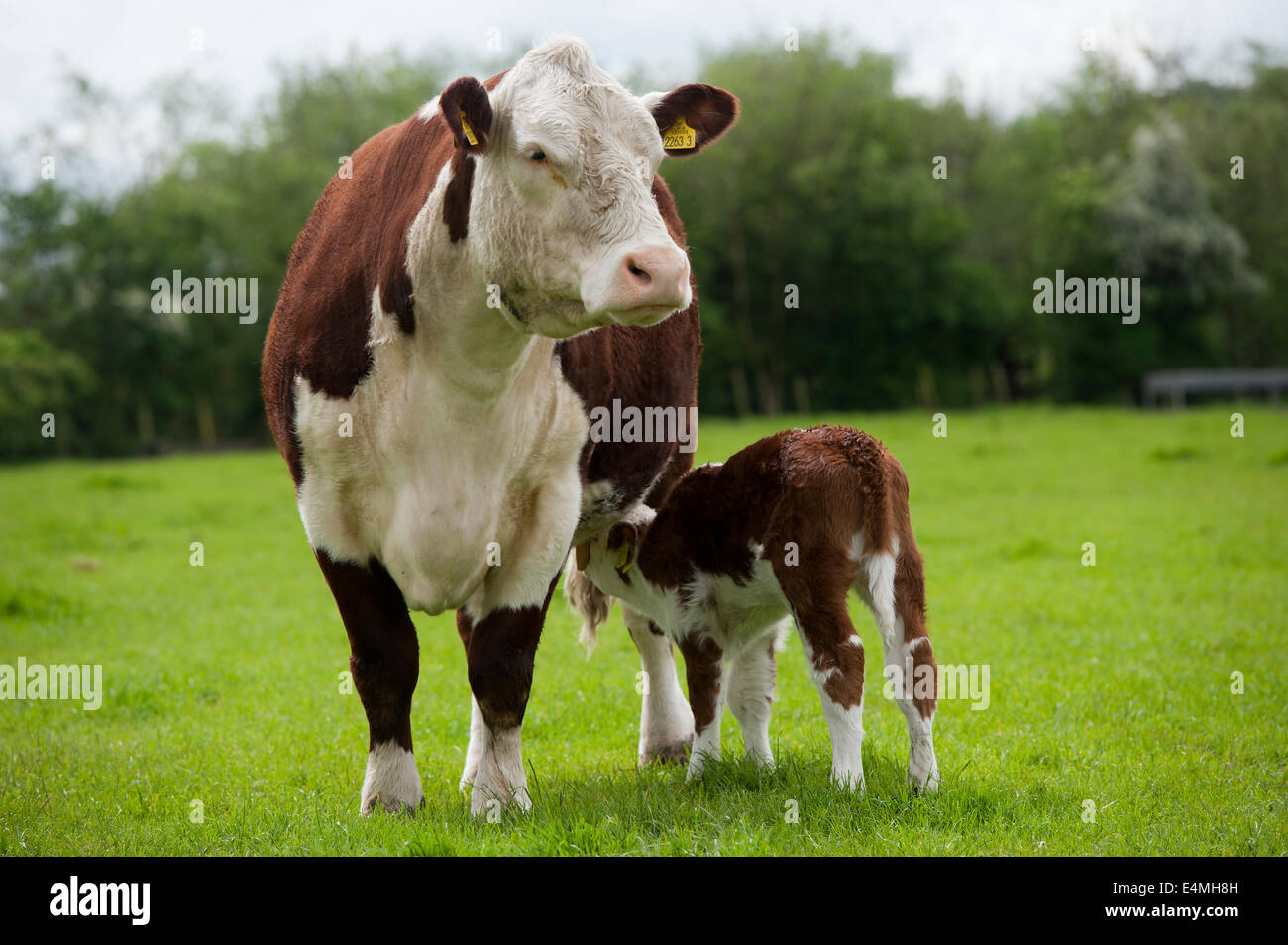 Hereford vache avec veau nouveau-né à pied. , Cumbria (Royaume-Uni). Banque D'Images