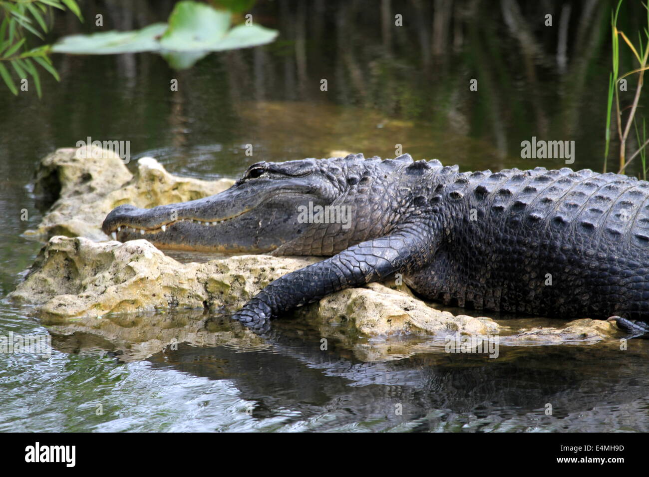 Gator paresseux Banque D'Images