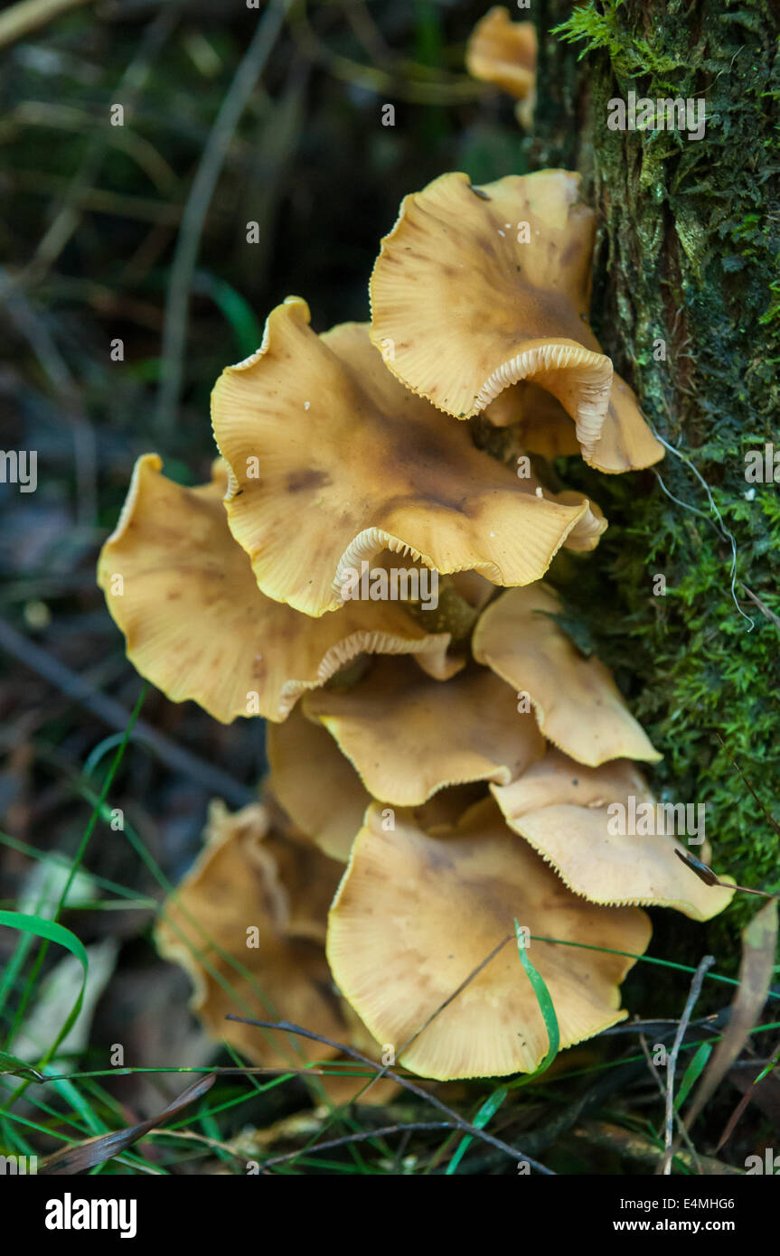 L'Armillaria luteobubalina en forêt de Sherbrooke, Victoria, Australie, de Monbulk Banque D'Images