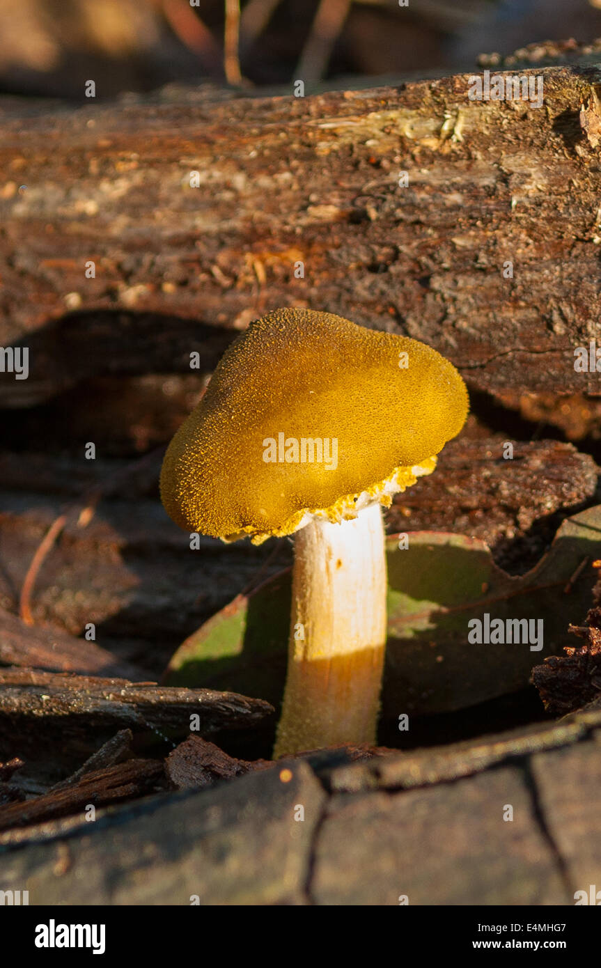 L'Armillaria mellea en forêt de Sherbrooke, Victoria, Australie, de Monbulk Banque D'Images