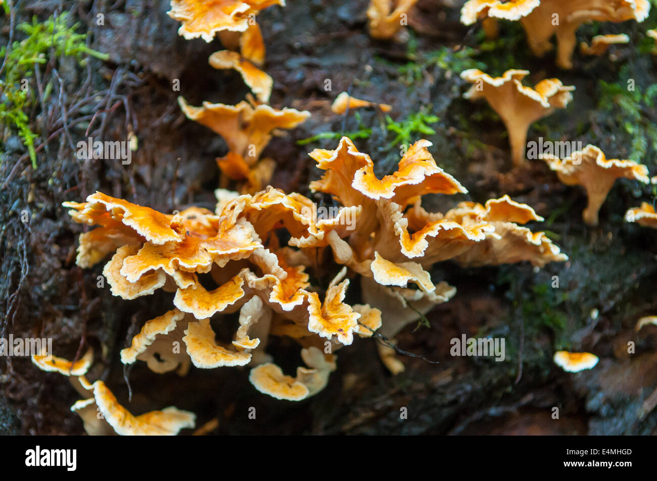 Pusio Podoserpula en forêt de Sherbrooke, Victoria, Australie, de Monbulk Banque D'Images
