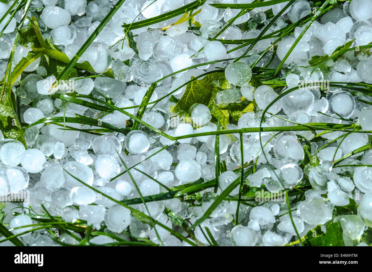 Boules de glace la grêle dans l'herbe après une forte pluie Banque D'Images