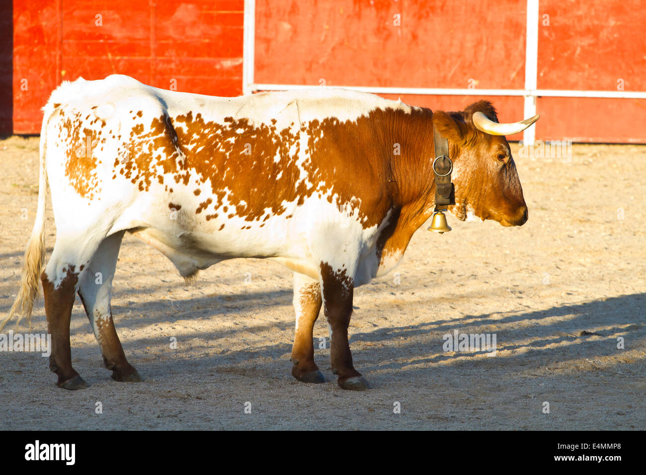 Bull fighting photo de l'Espagne. Brown bull Banque D'Images